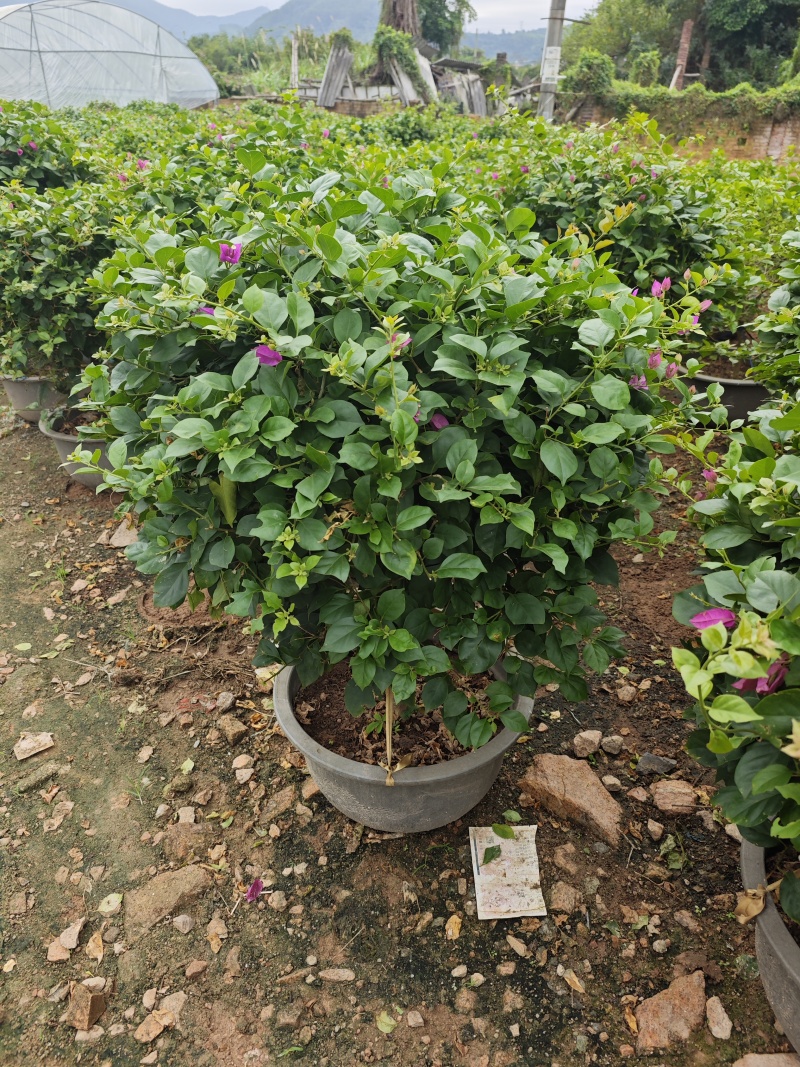 紫花三角梅球1米