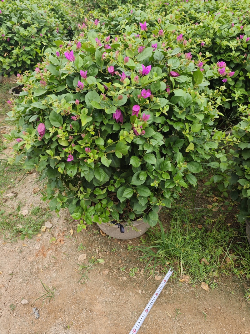紫花三角梅球1米