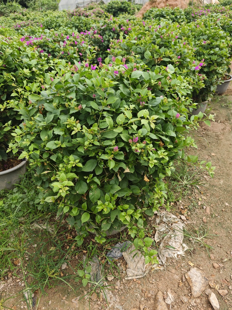 紫花三角梅球1米