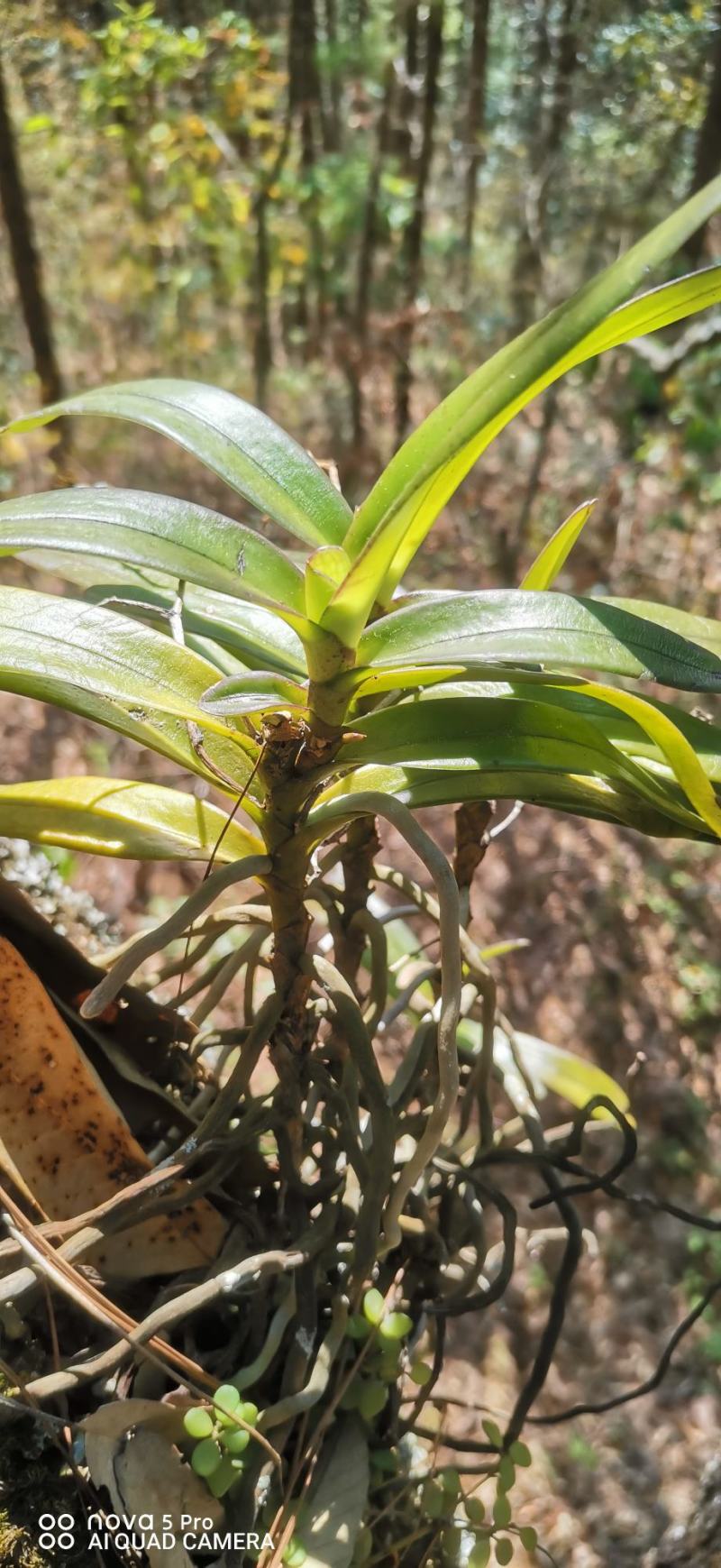 七彩翠绿万代兰:水培附生兰——追求**景观的趋势植物
