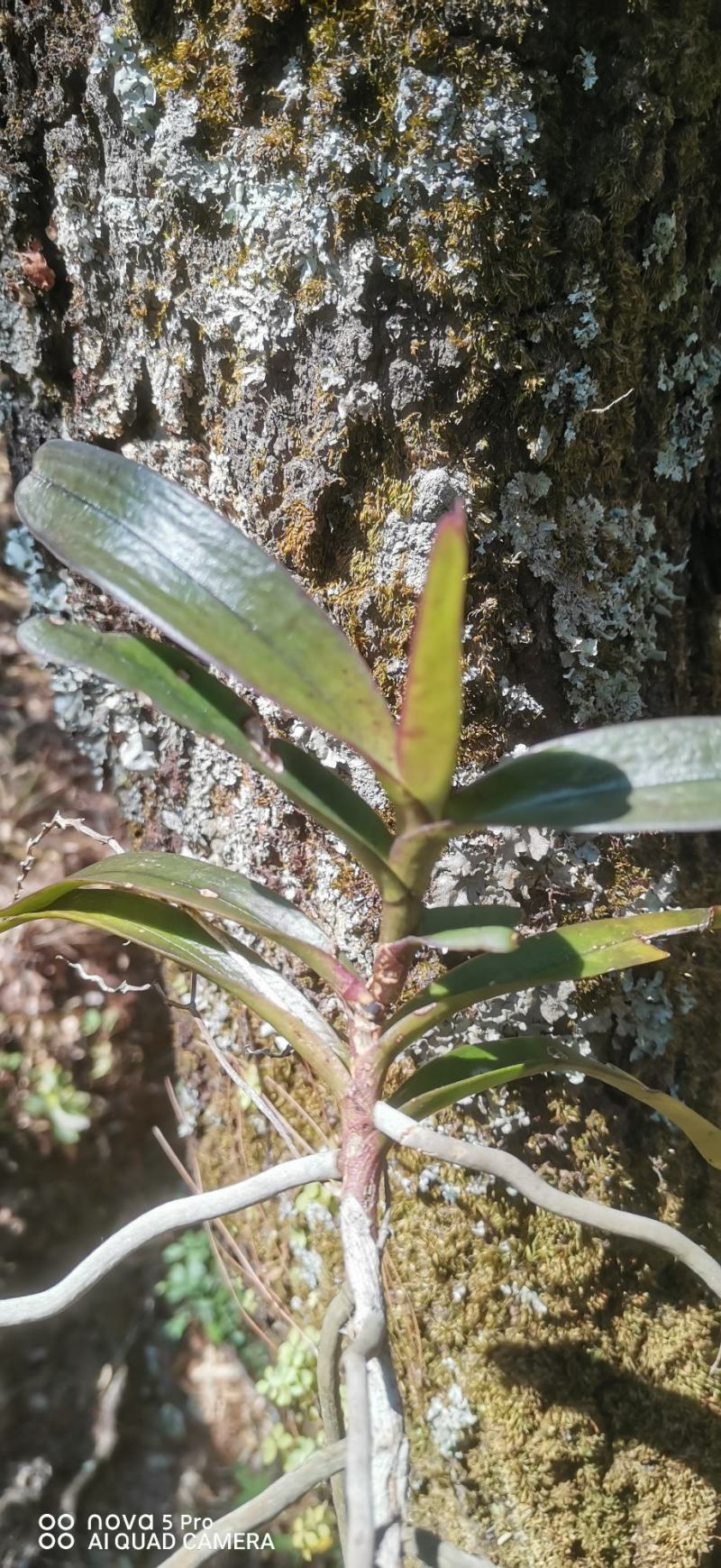 七彩翠绿万代兰:水培附生兰——追求**景观的趋势植物