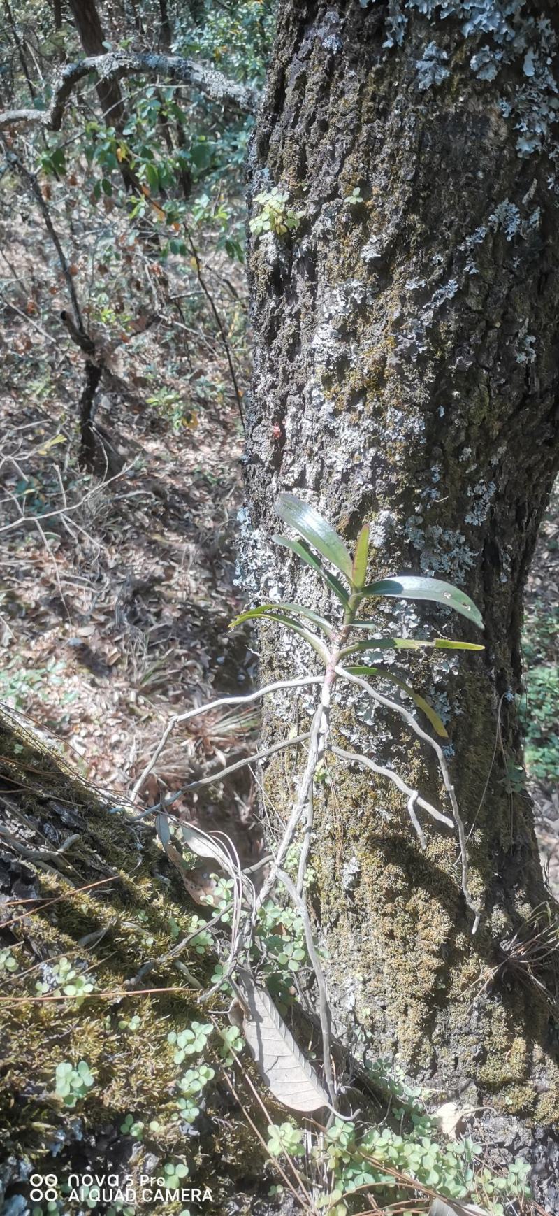 七彩翠绿万代兰:水培附生兰——追求**景观的趋势植物