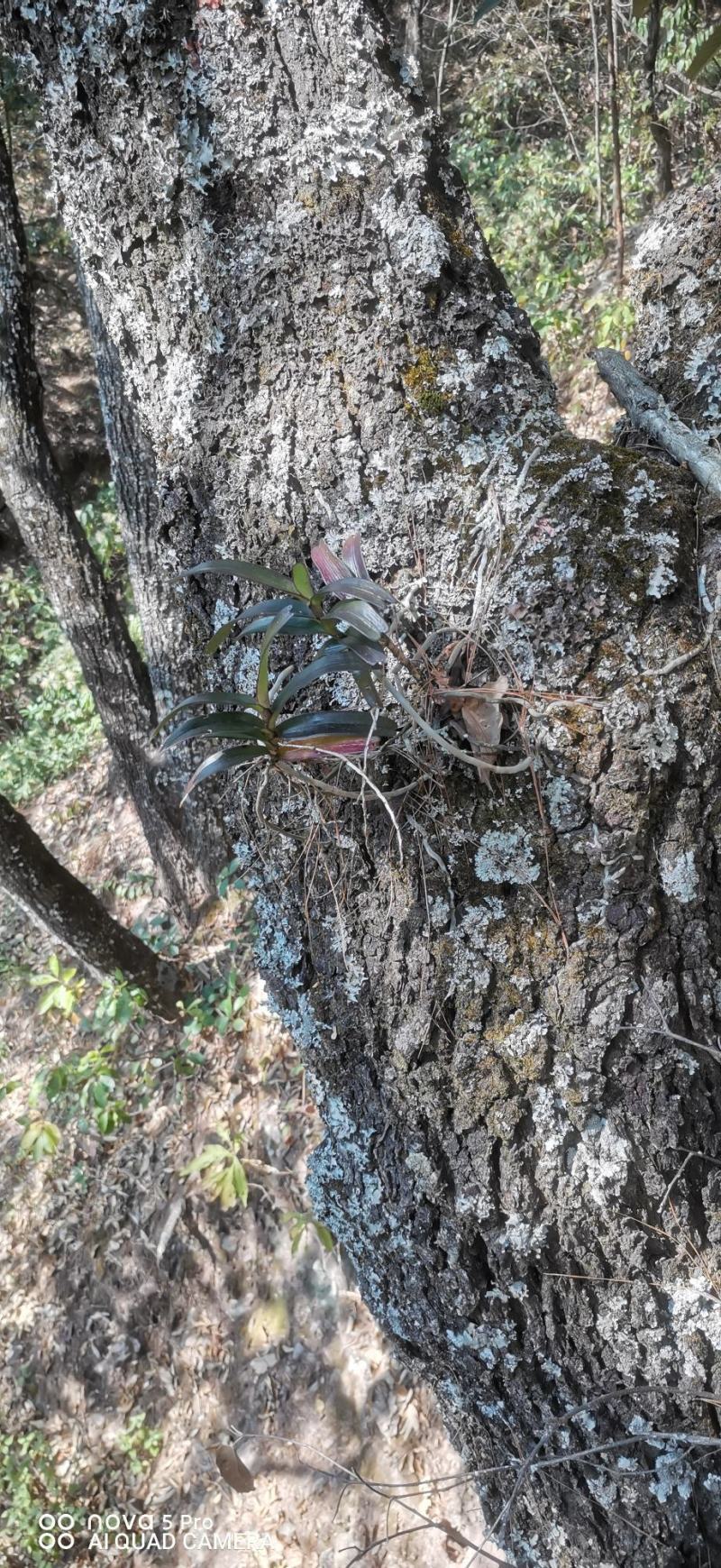 七彩翠绿万代兰:水培附生兰——追求**景观的趋势植物