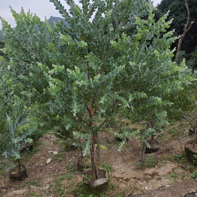 银叶金合欢袋苗基地
