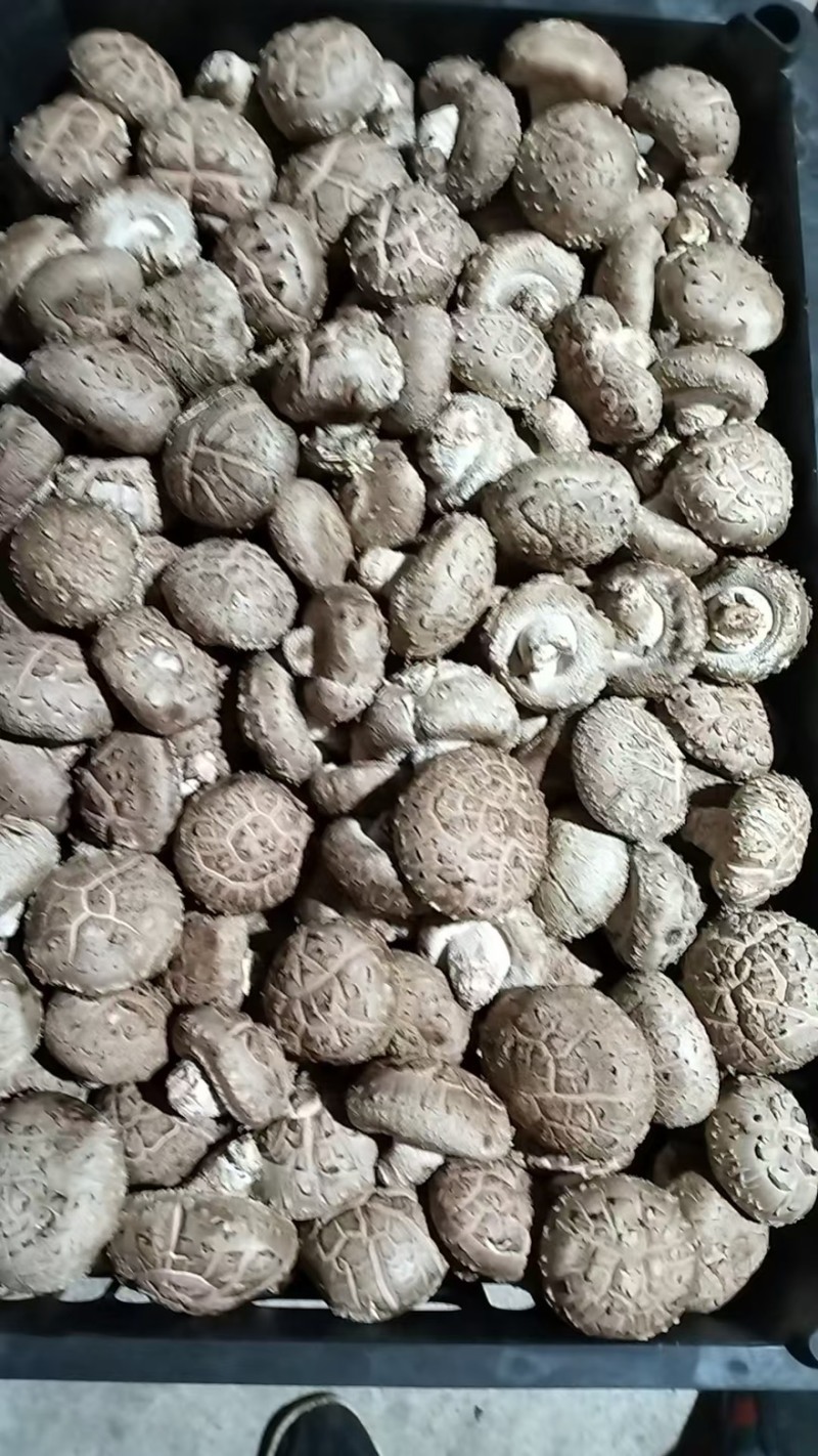 【精品】辽宁鲜香菇0912水菇/10号白菇/10号花菇