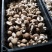 【精品】辽宁鲜香菇0912水菇/10号白菇/10号花菇