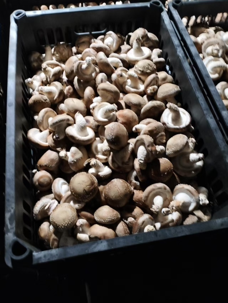 【精品】辽宁鲜香菇0912水菇/10号白菇/10号花菇
