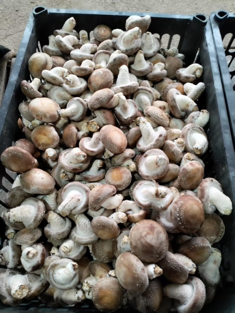 【精品】辽宁鲜香菇0912水菇/10号白菇/10号花菇