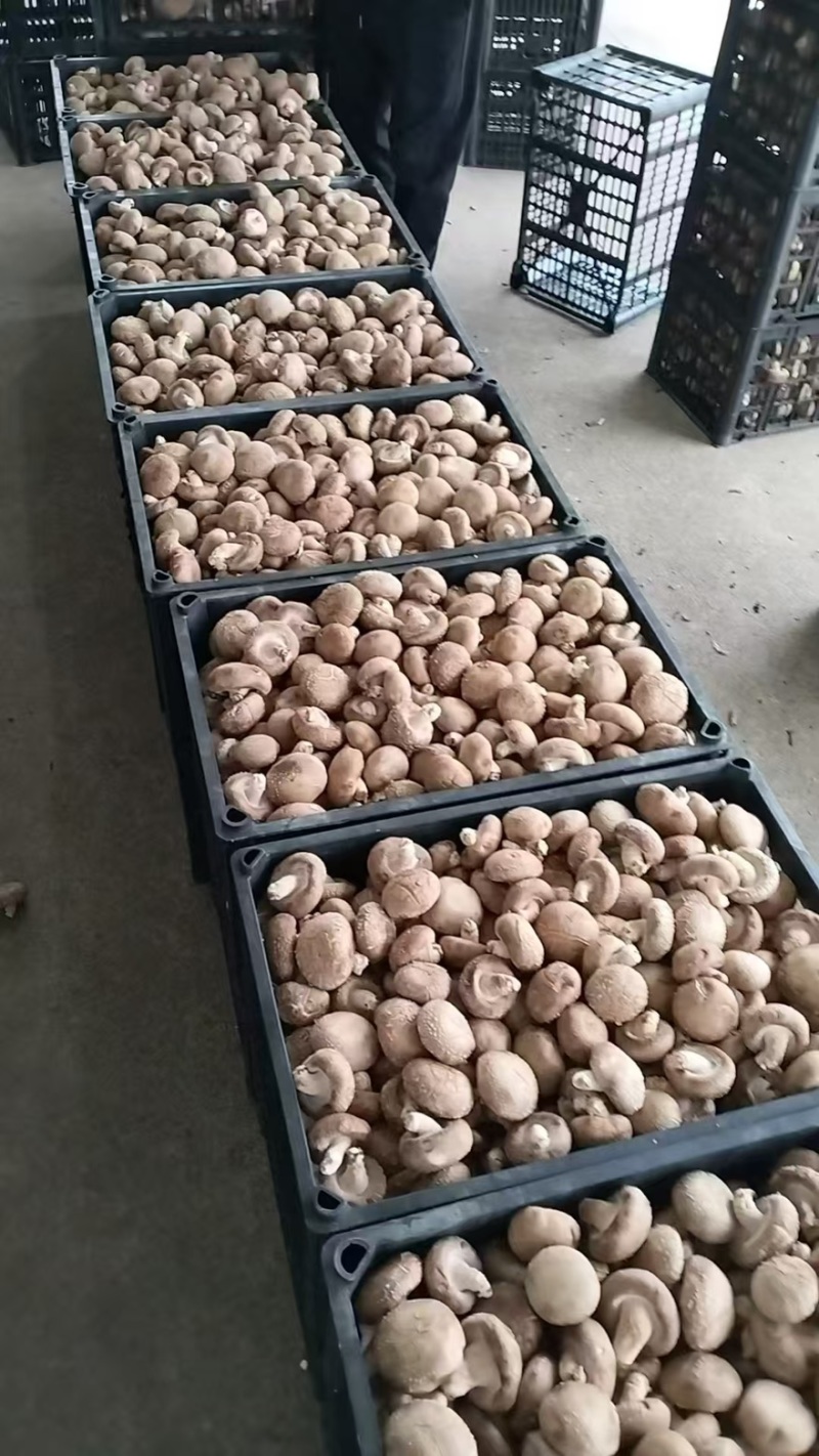 【精品】辽宁鲜香菇0912水菇/10号白菇/10号花菇
