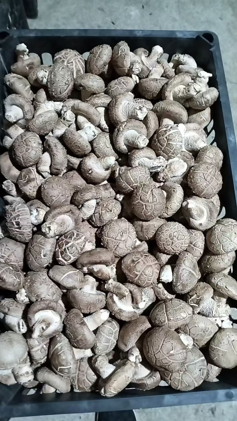 【精品】辽宁鲜香菇0912水菇/10号白菇/10号花菇