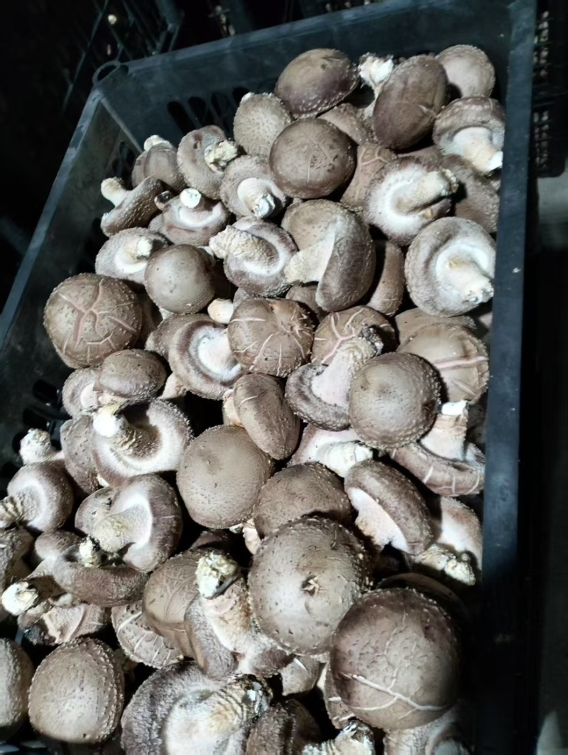 【精品】辽宁鲜香菇0912水菇/10号白菇/10号花菇