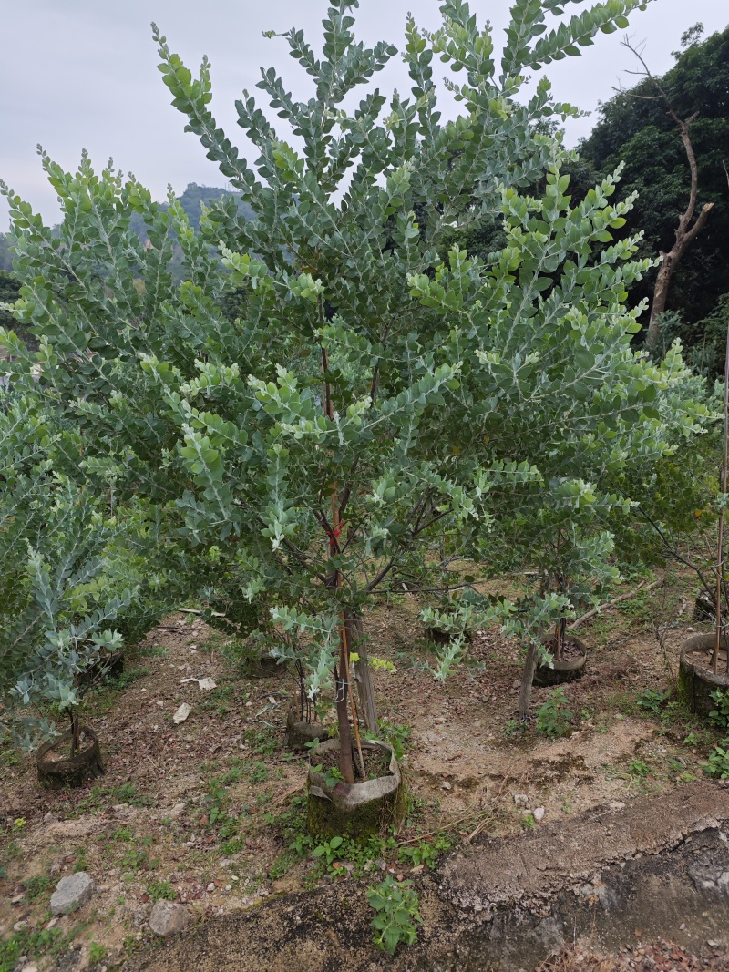 银叶金合欢袋苗基地