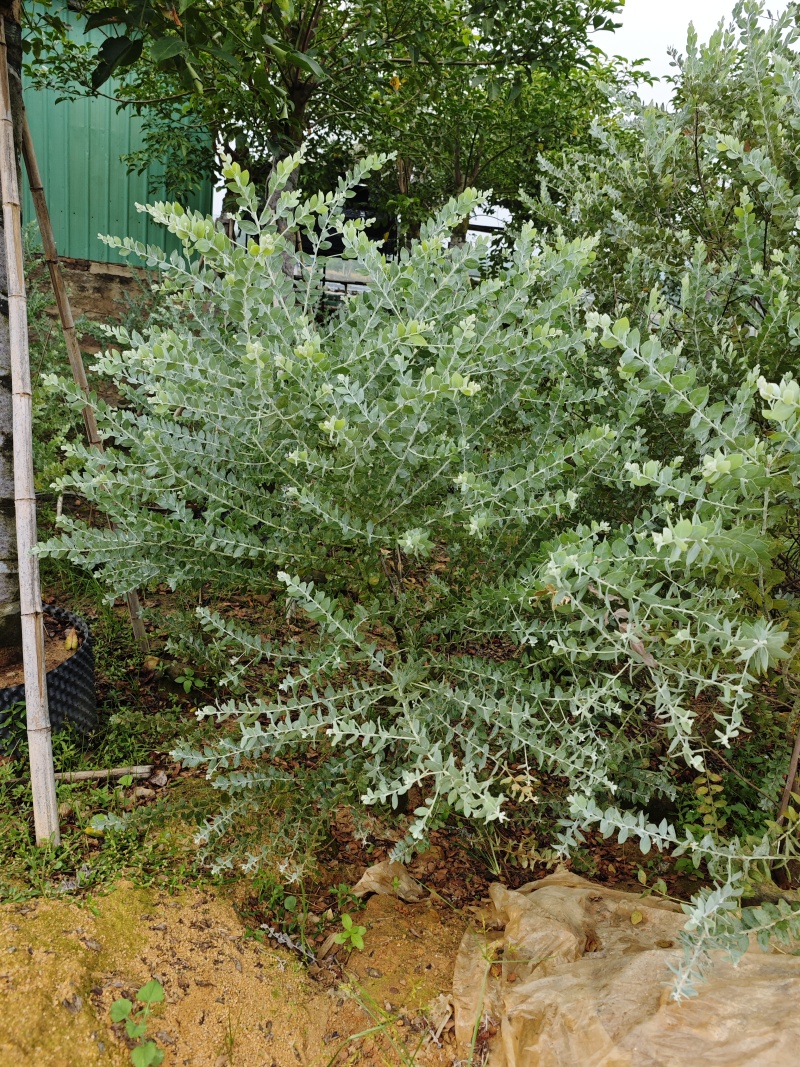 银叶金合欢袋苗基地