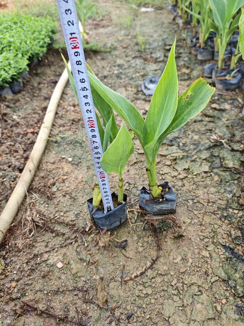 黄花美人蕉高度25到30厘米袋苗基地绿花苗木