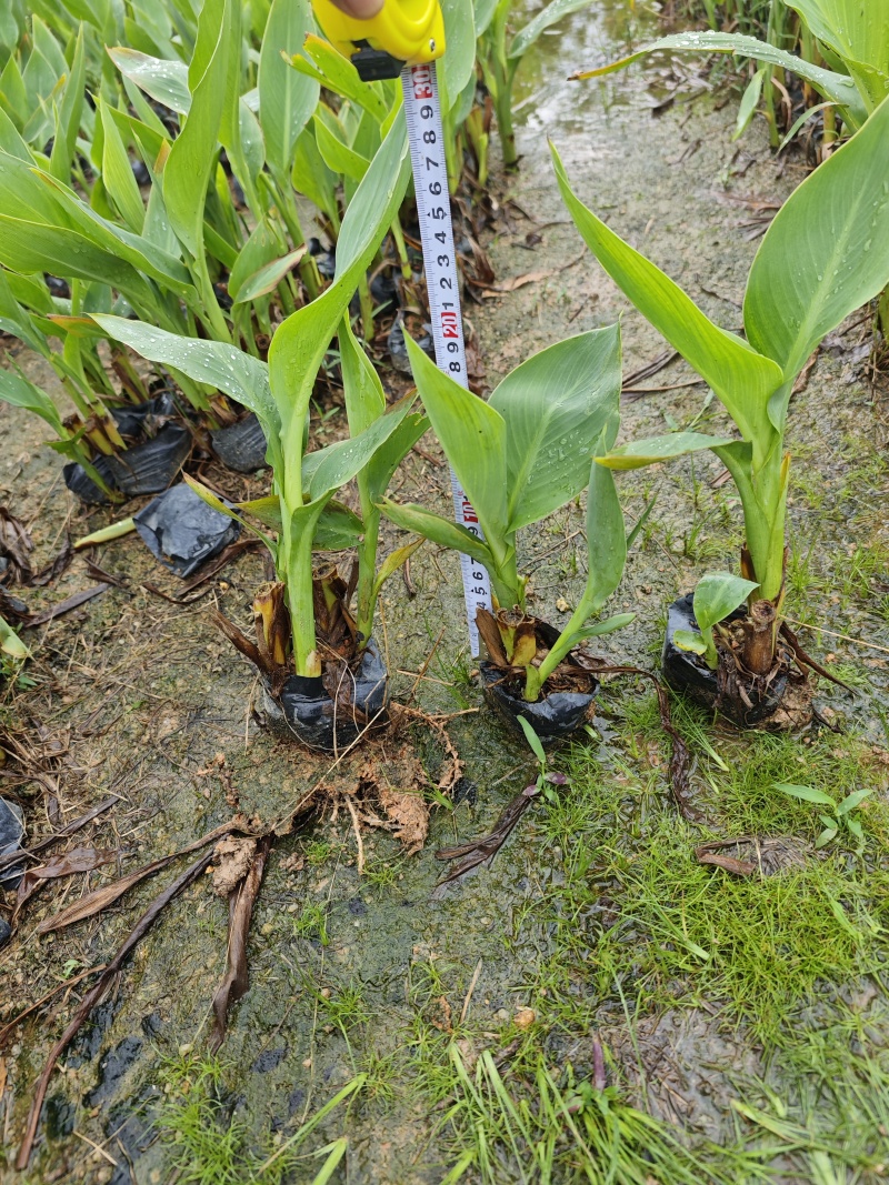 黄花美人蕉高度25到30厘米袋苗基地绿花苗木