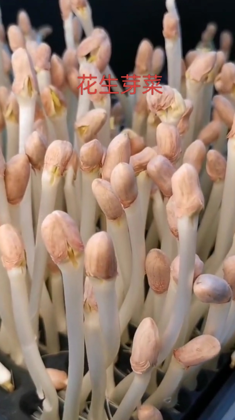 精品花生芽