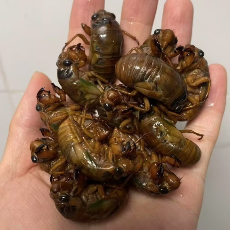 山东大金蝉，松蝉，杜仲！专业一件代发！对接各大电商！