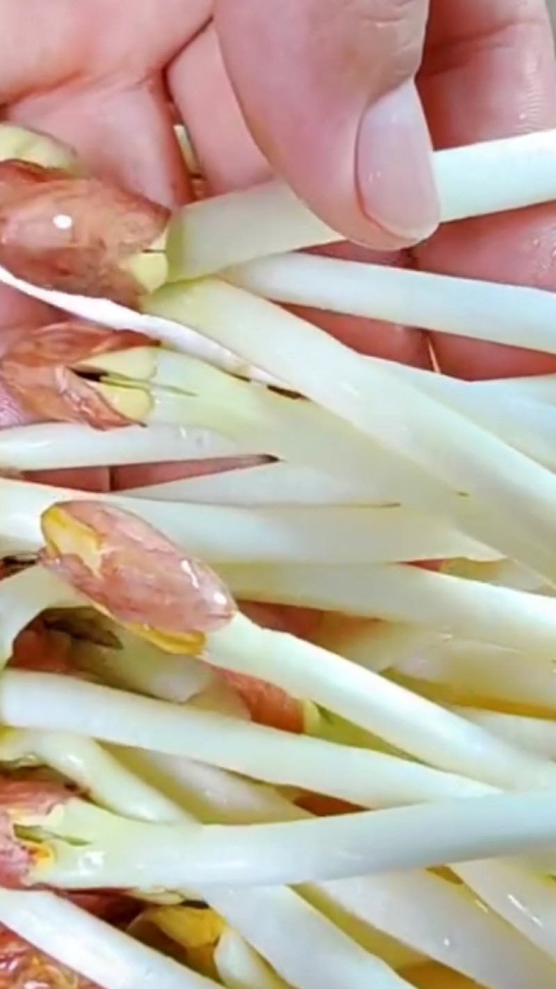 精品花生芽