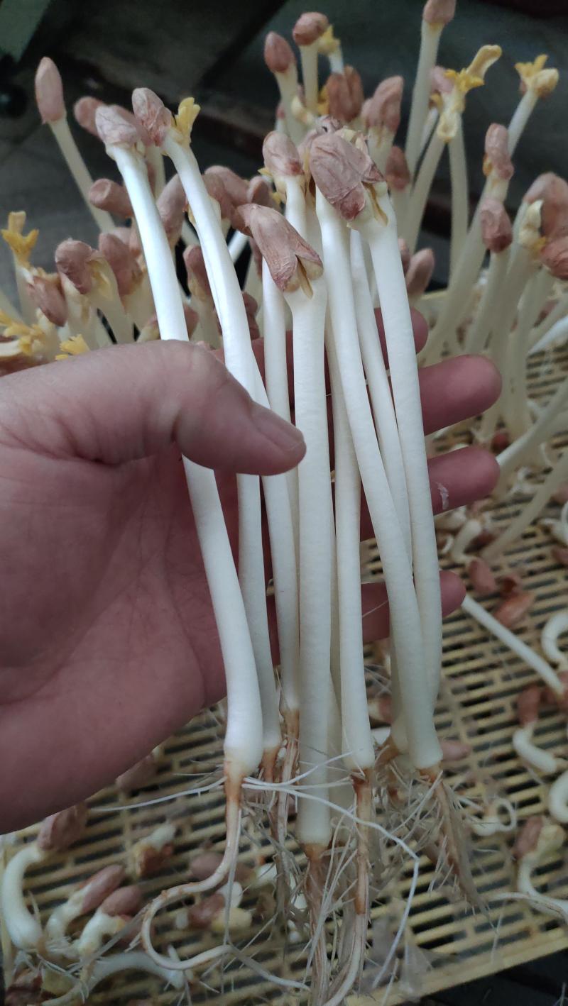 精品花生芽