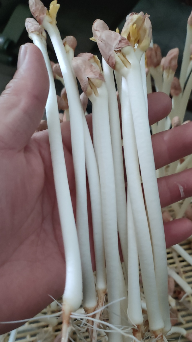 精品花生芽