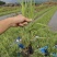 花叶芦竹高度20到30厘米