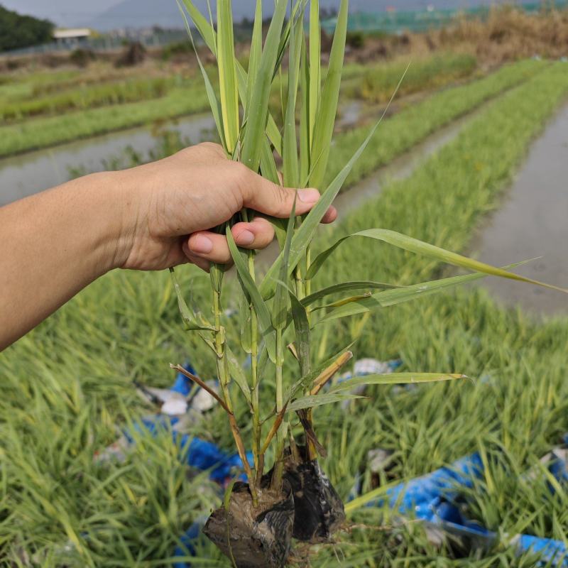 花叶芦竹高度20到30厘米