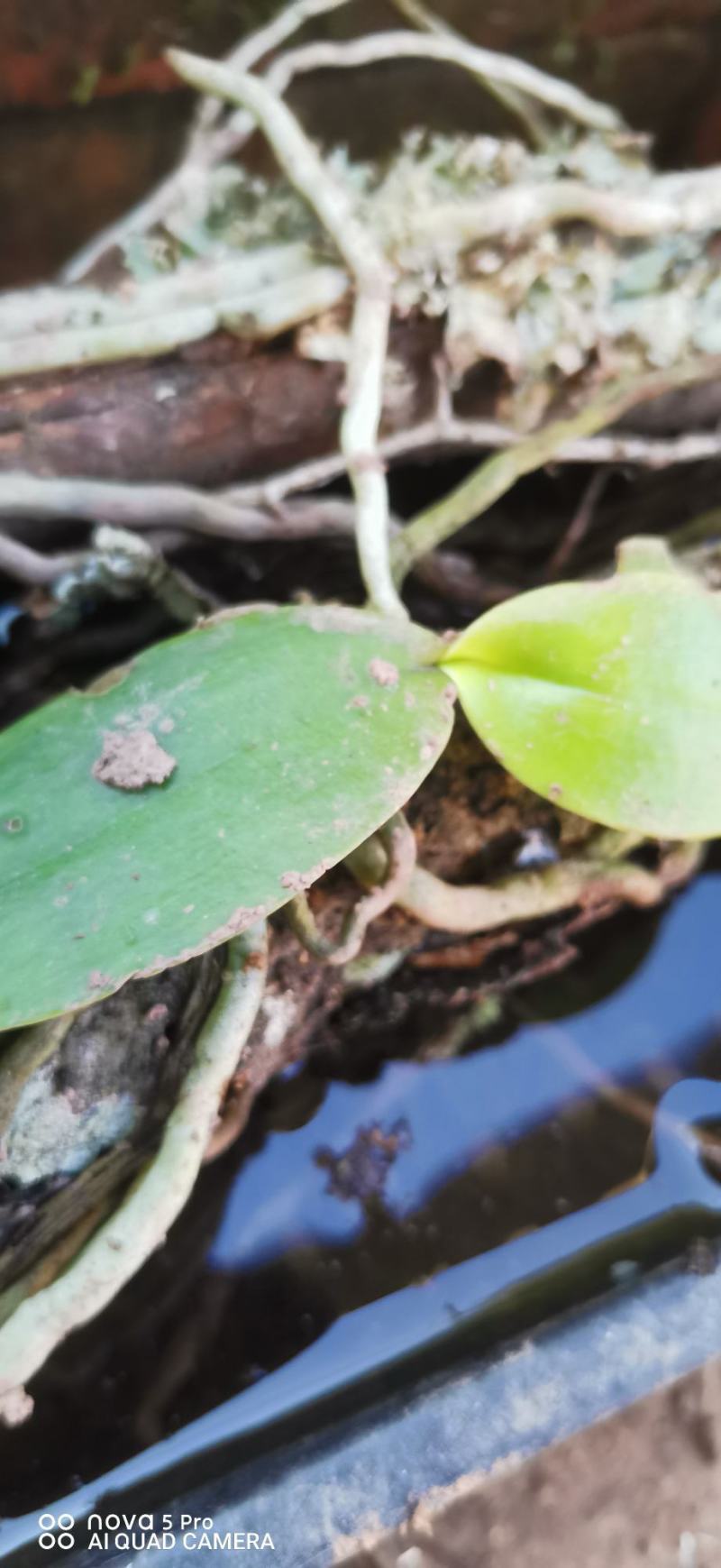 蝴蝶兰新根附生兰绿植自然苗样子丑介意勿拍