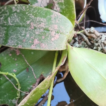 蝴蝶兰新根附生兰绿植自然苗样子丑介意勿拍