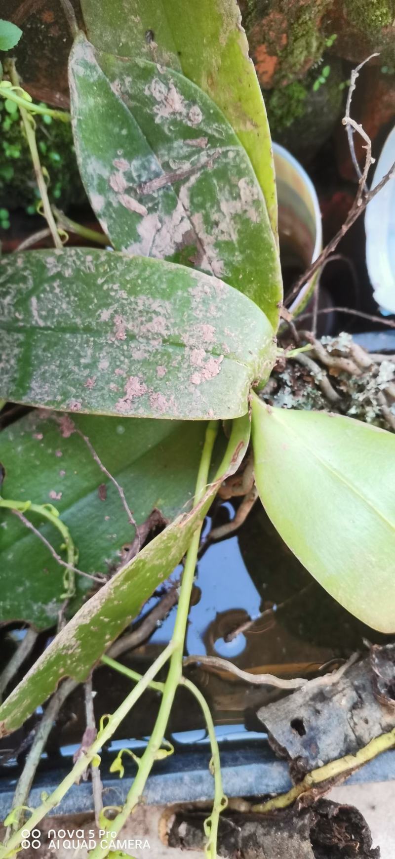 蝴蝶兰新根附生兰绿植自然苗样子丑介意勿拍