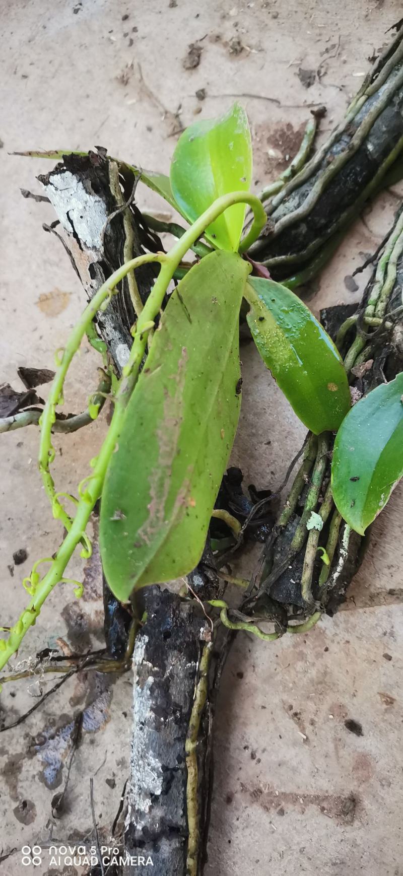 蝴蝶兰新根附生兰绿植自然苗样子丑介意勿拍