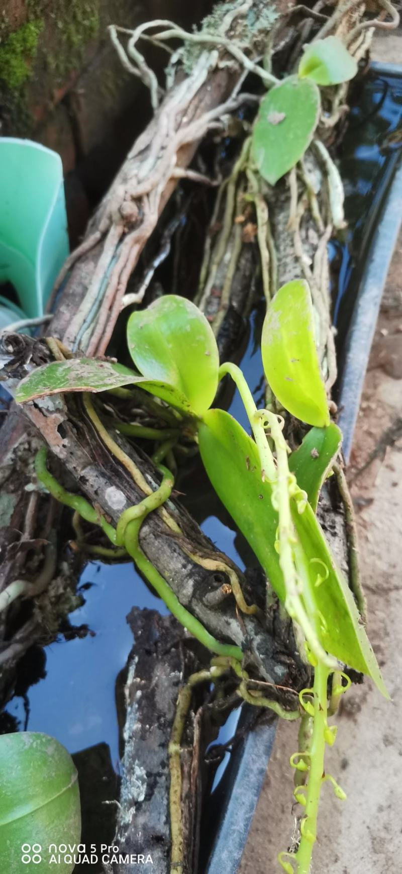 蝴蝶兰新根附生兰绿植自然苗样子丑介意勿拍