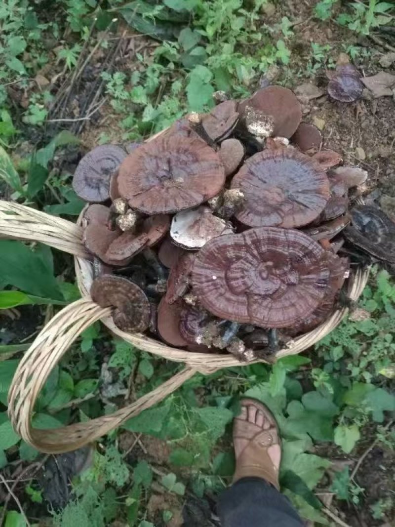 贵州望谟县林下仿野生种植紫灵芝产地直供，精品货，全国发货