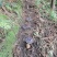 贵州望谟县林下仿野生种植紫灵芝产地直供，精品货，全国发货