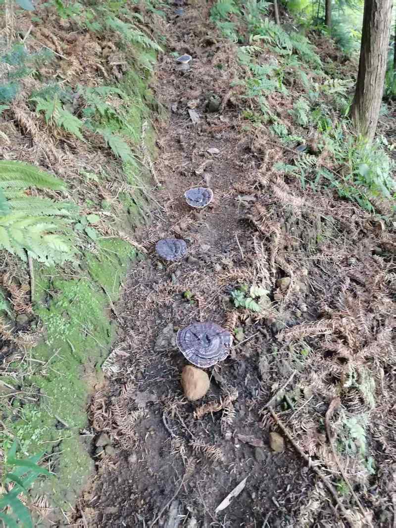 贵州望谟县林下仿野生种植紫灵芝产地直供，精品货，全国发货