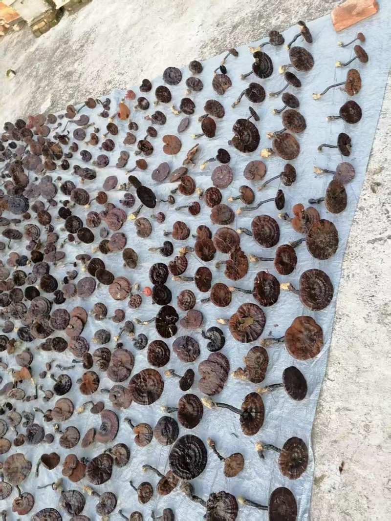贵州望谟县林下仿野生种植紫灵芝产地直供，精品货，全国发货