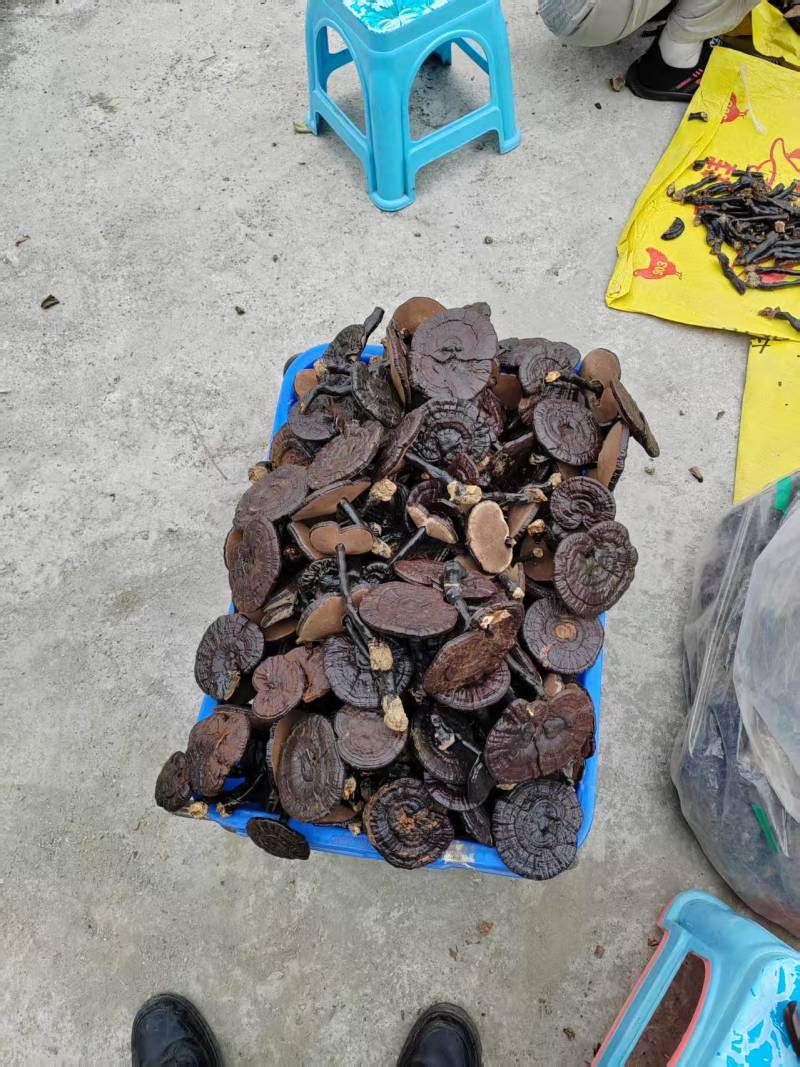 贵州望谟县林下仿野生种植紫灵芝产地直供，精品货，全国发货