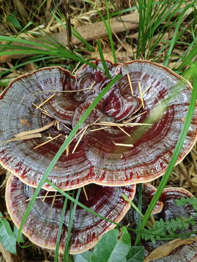 贵州望谟县林下仿野生种植紫灵芝产地直供，精品货，全国发货