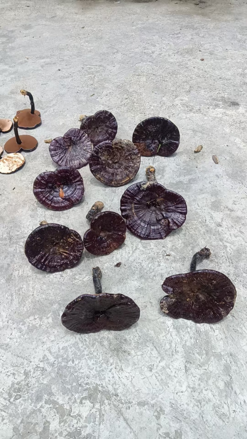 贵州望谟县林下仿野生种植紫灵芝产地直供，精品货，全国发货
