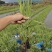 花叶芦竹高度20到30厘米