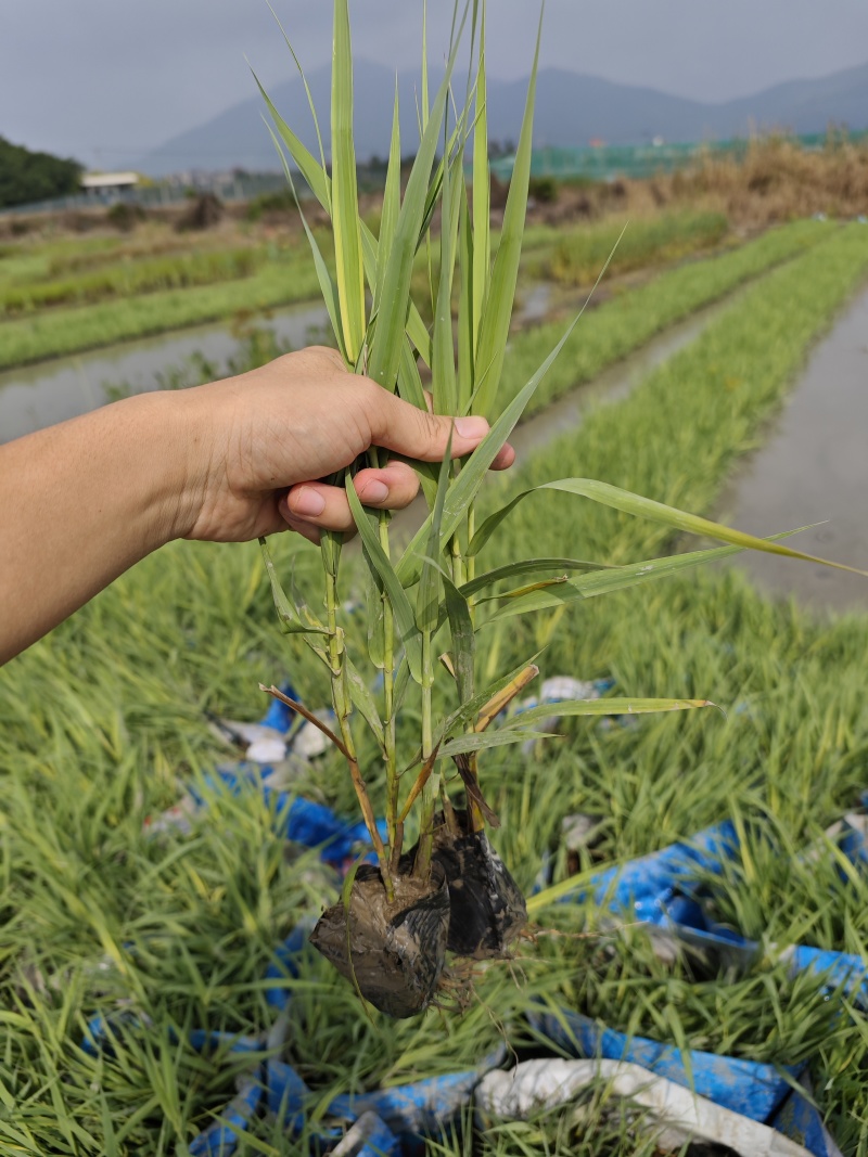 花叶芦竹高度20到30厘米