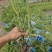 花叶芦竹高度20到30厘米