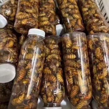 金蝉质量好含量高纯野生人工精选手工挑选货无杂质