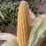 水果玉米太阳花绿色先锋大量有货，对接商超电商大量，满顶