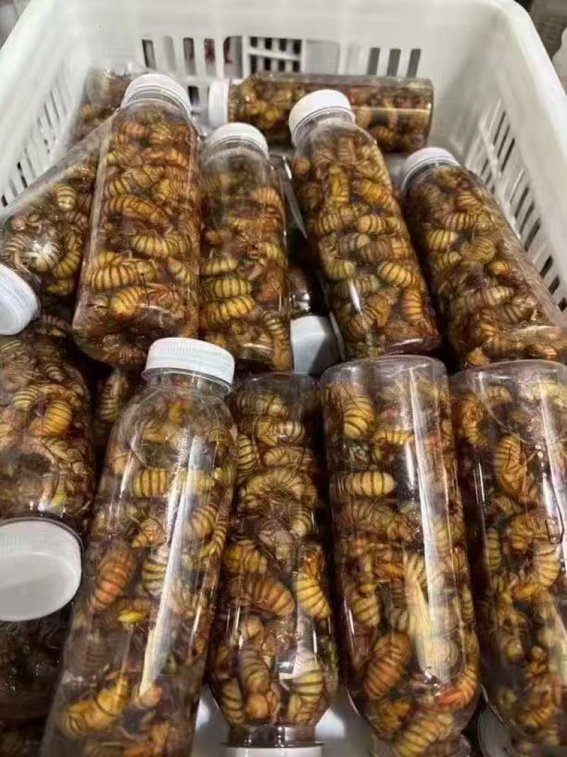 金蝉质量好含量高纯野生人工精选手工挑选货无杂质