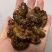 金蝉质量好含量高纯野生人工精选手工挑选货无杂质