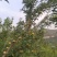 四川蜂糖李