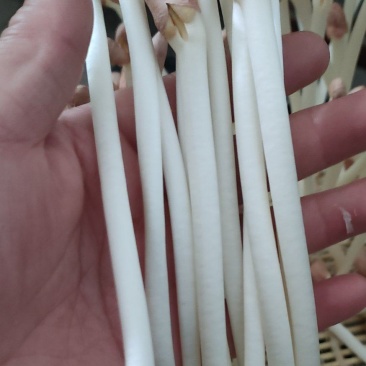 精品花生芽