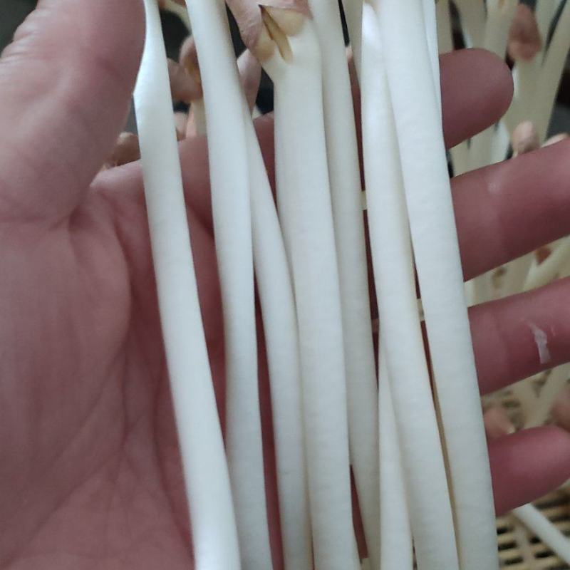 精品花生芽
