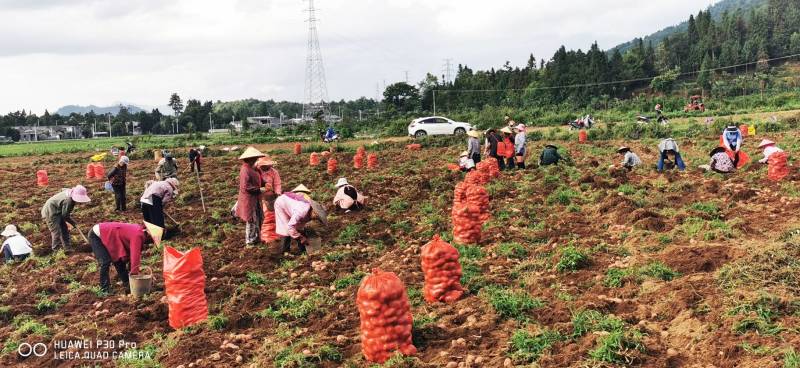 云南腾冲荷花土豆，红皮黄心青暑9号