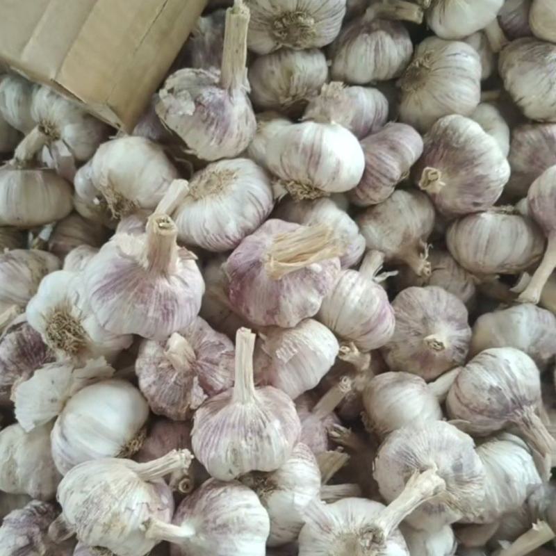【热卖推荐】精品大蒜电商货源头产地直发可视频看货